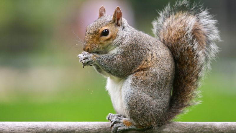 Will Wind Chimes Scare Away Squirrels