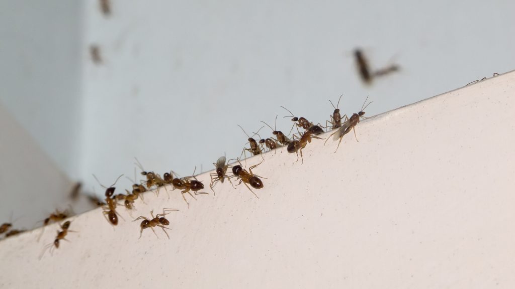 black ants near kitchen sink