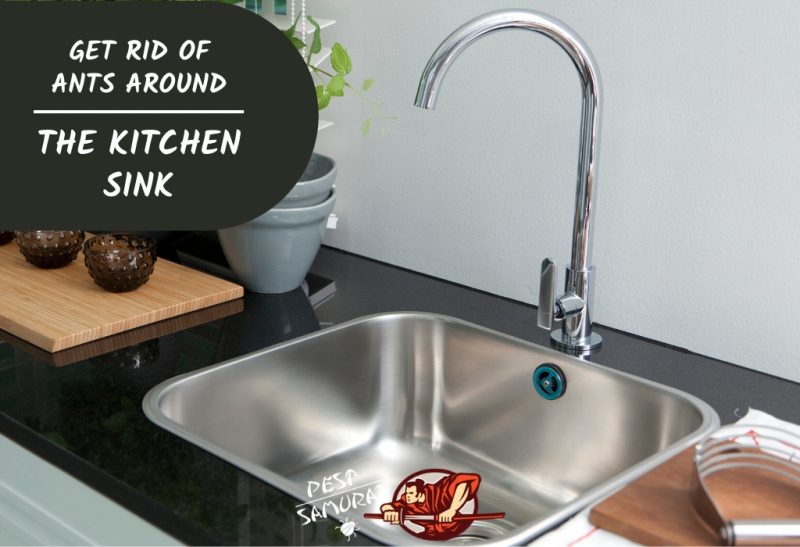 Get Rid Of Ants Around The Kitchen Sink