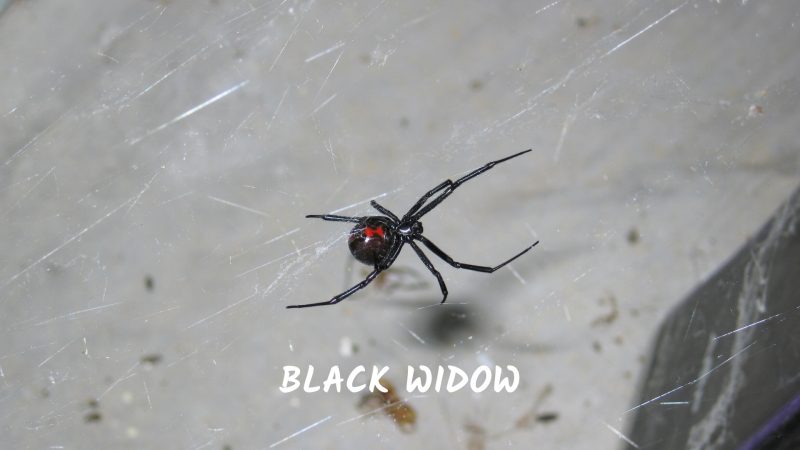 Black Widows