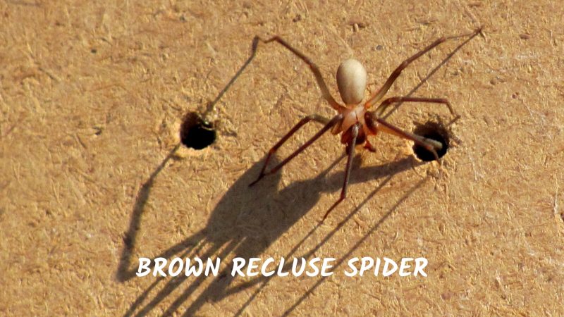 brown Recluse Spiders