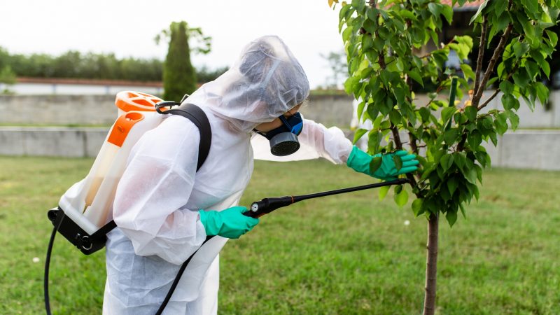 leaf cutter ant treatment