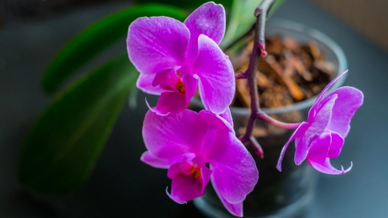 Ants in Potted Orchid Plants