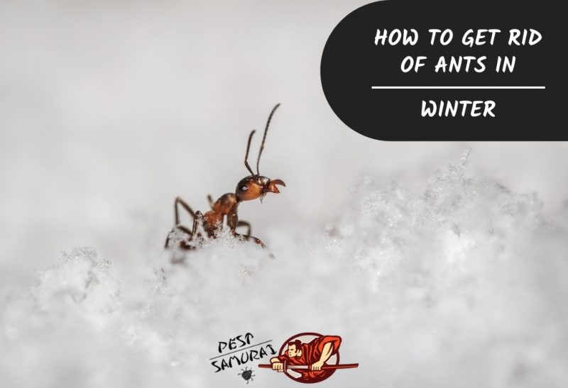 Ants in Winter How to Get Rid of Ants in the Winter