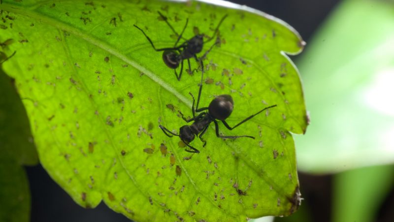Can Ants Kill Plants in Pots