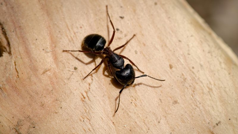 Carpenter Ants in Dishwasher