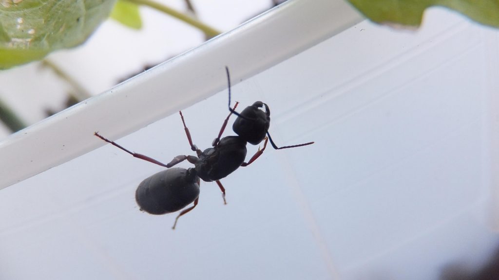 Carpenter Ants in Winter – Black Ants