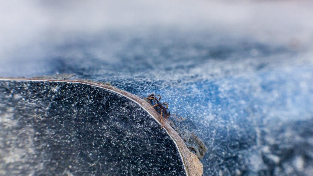 Do Ants Hibernate in the Winter
