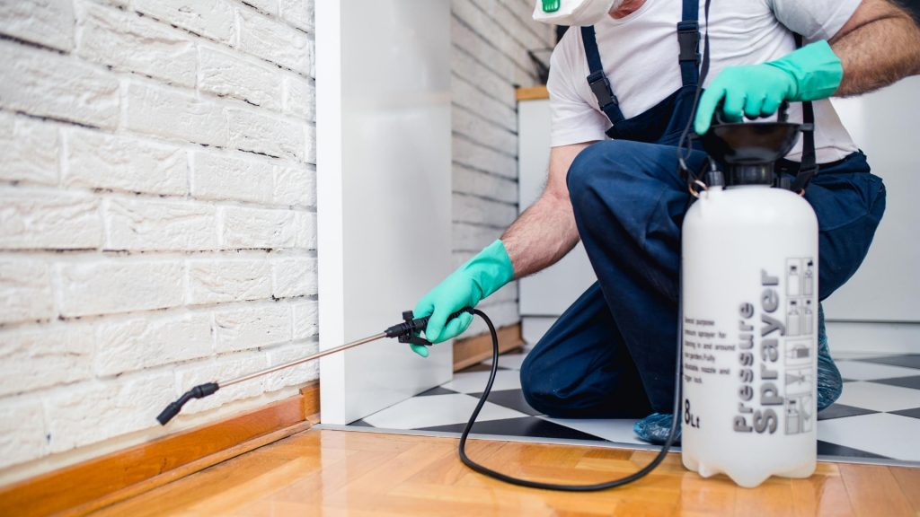 Getting Rid of Odorous House Ants