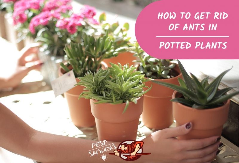 How to Get Rid of Ants in Potted Plants: A Complete Guide - Pest Samurai