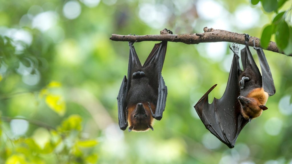 How to Use Electric Rodent Repellents to Get Rid of Bats