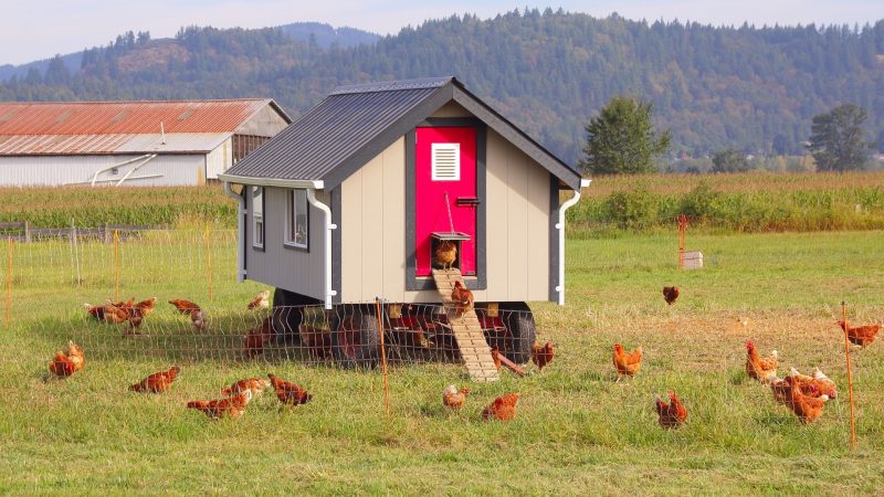 Ant Control In Chicken Coop