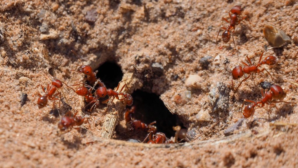 Ants In Chicken Coop