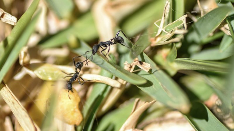 Ants in Vegetable Garden