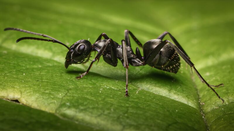 Black Garden Ant