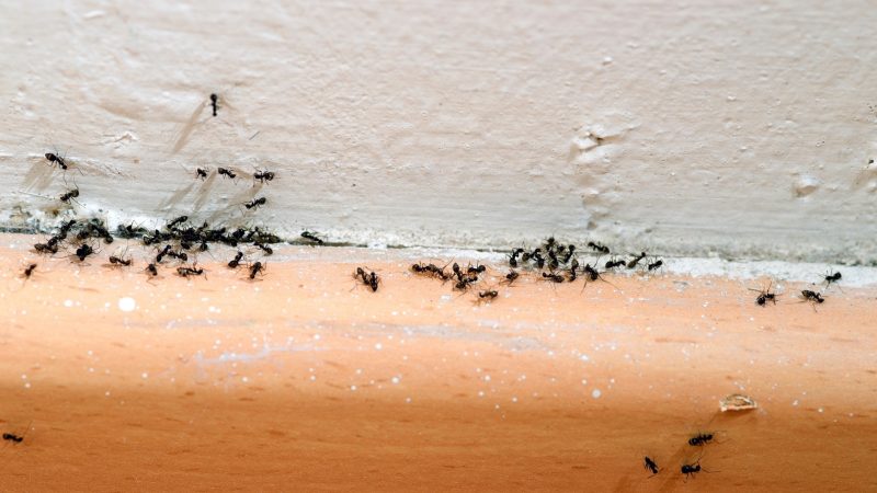 Can Essential Oils Kill Ants