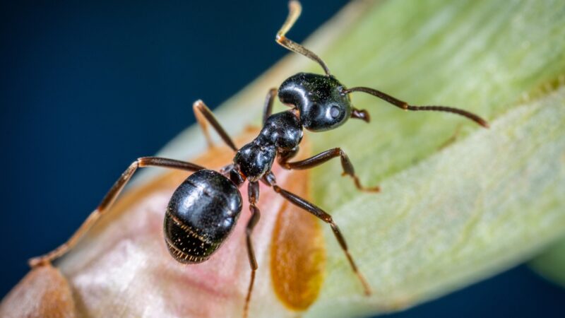 Carpenter Ants in Vegetable Garden