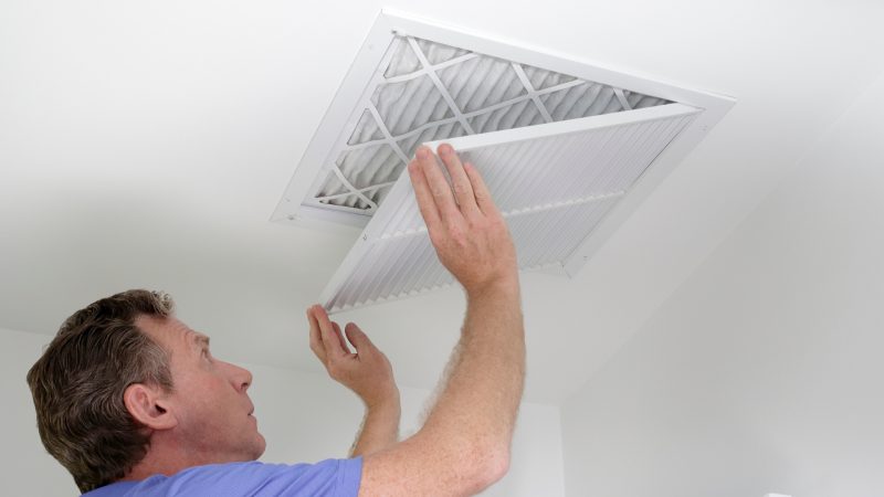 Carpenter Ants on Ceiling