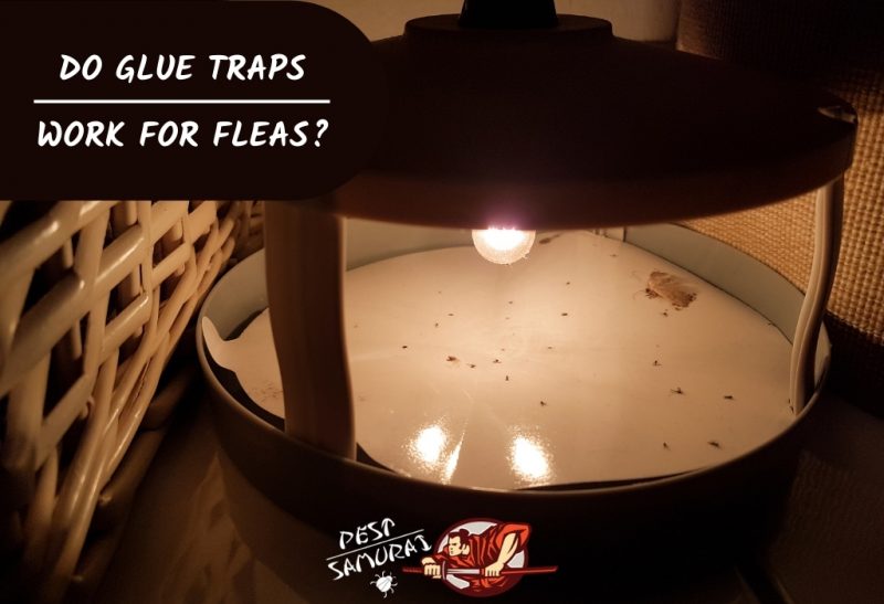 Do Glue Traps Work for Fleas