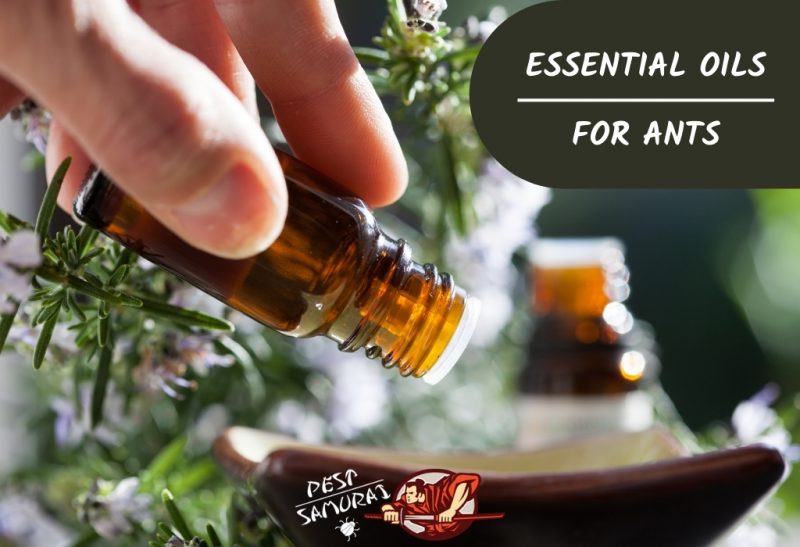 Essential Oils for Ants What Essential Oil Gets Rid of Ants
