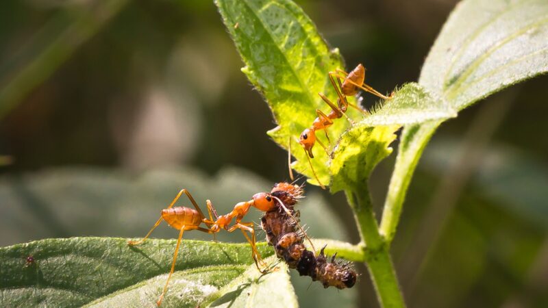 Fire Ants in Vegetable Garden