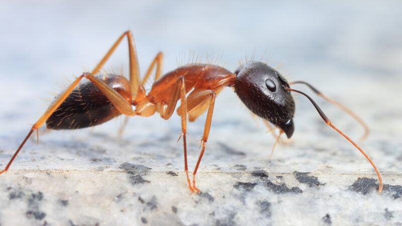 How Do I Identify Carpenter Ants