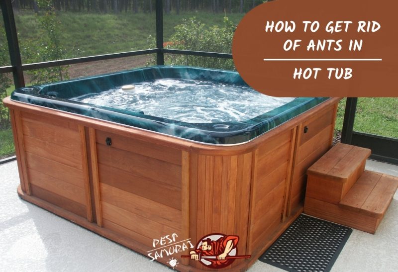 How to Get Rid of Ants in Hot Tub