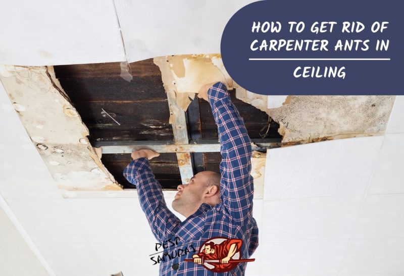 How to Get Rid of Carpenter Ants in Ceiling