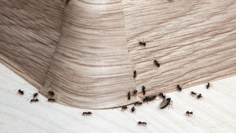 Is Baking Soda Poisonous to Ants