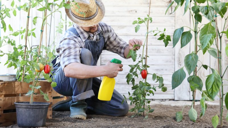 Organic Ant Control in Vegetable Garden