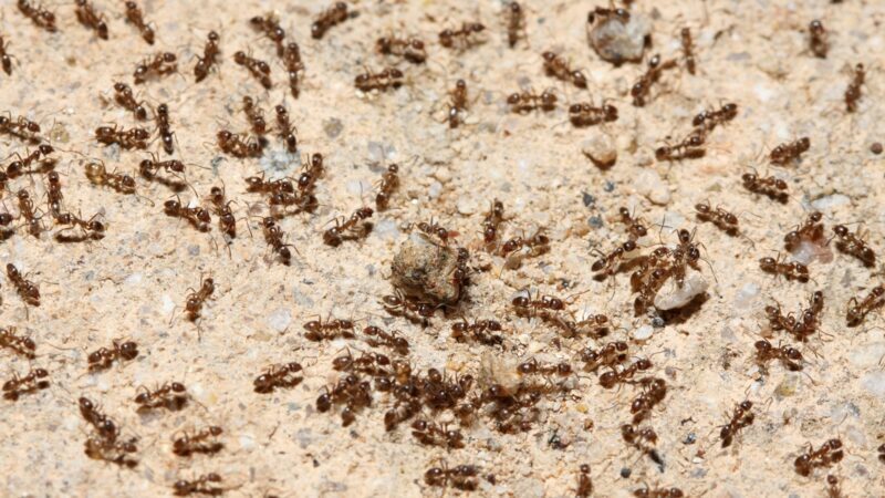 Types Of Ants That Invade Chicken Coops 