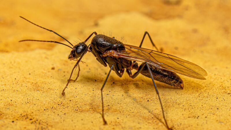 Types of Carpenter Ant Killers