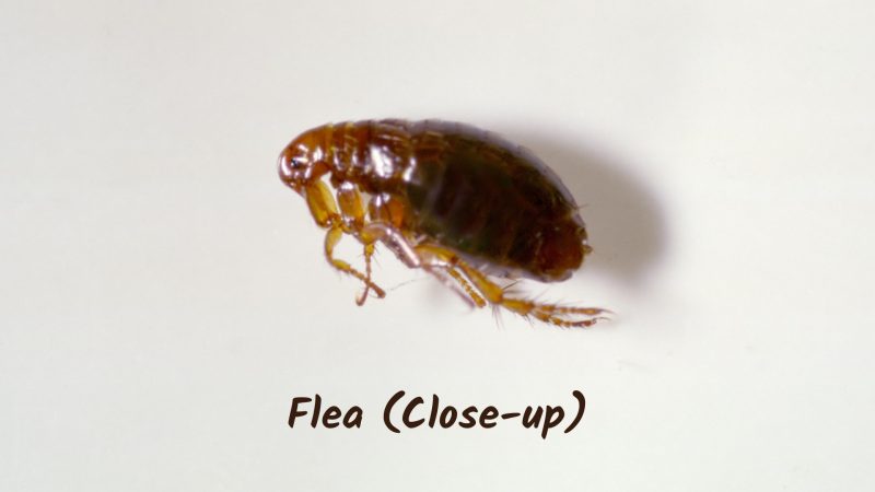 What Attracts Fleas and Why