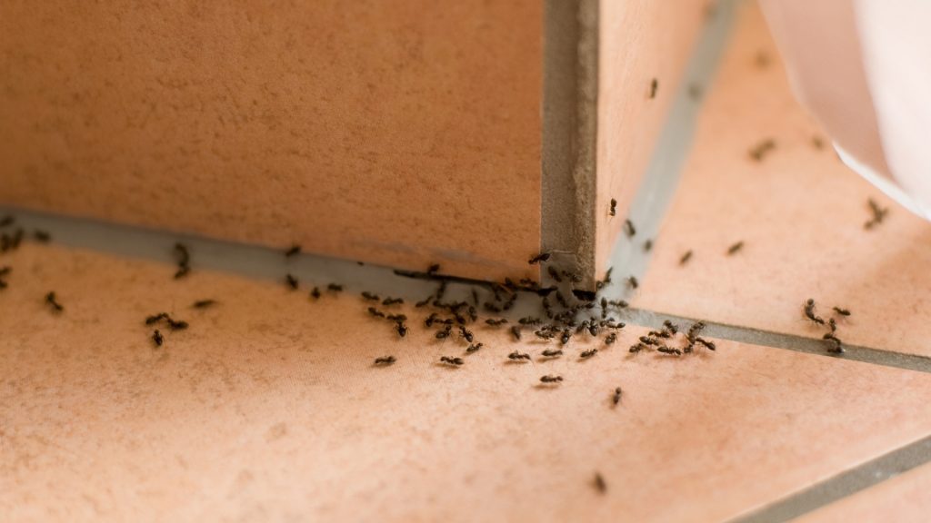 Tiny Ants Around Bathroom Sink Rispa   Ants In Bathroom 1024x576 