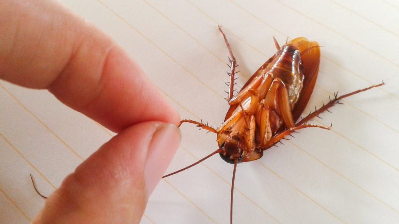 Are Flying Cockroaches Dangerous