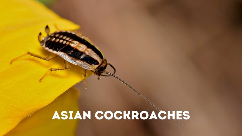 Asian Cockroaches