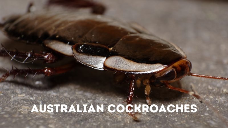 Australian Cockroaches