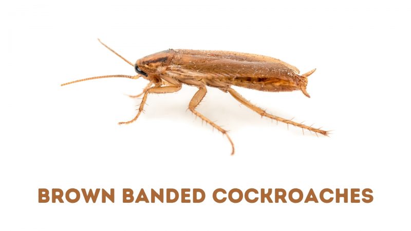 Brown-Banded Cockroaches