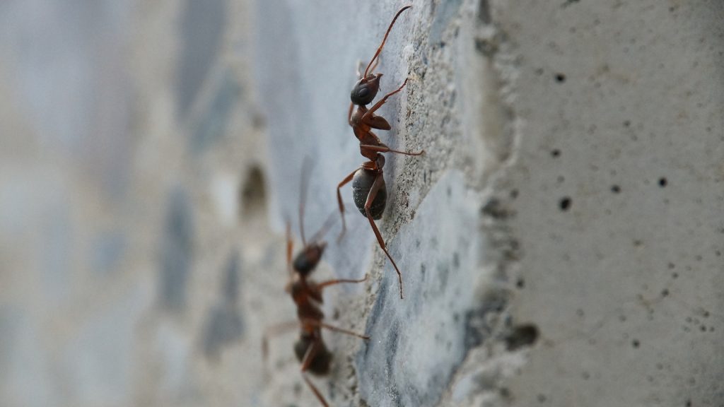 Can Ants Live in Walls
