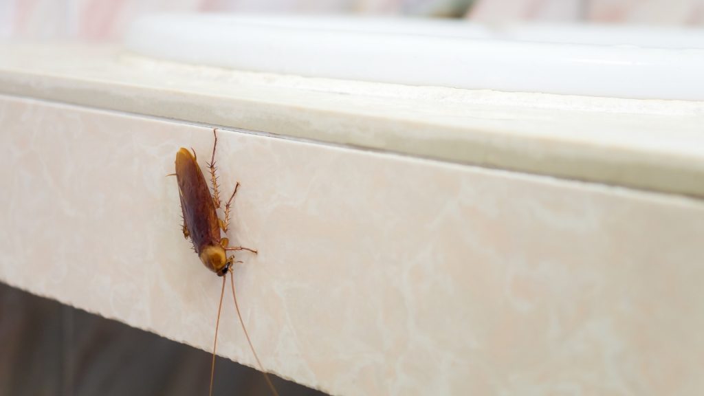 Can Cockroaches Regrow Legs