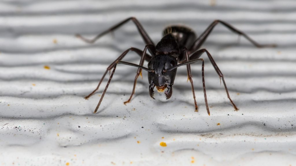 Carpenter Ants in Bathroom
