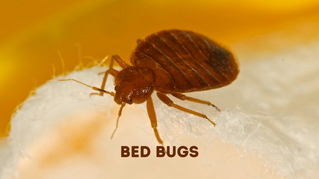 Cockroaches vs. Bed Bugs