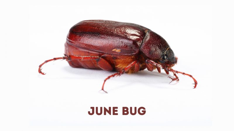 Cockroaches vs. Beetles