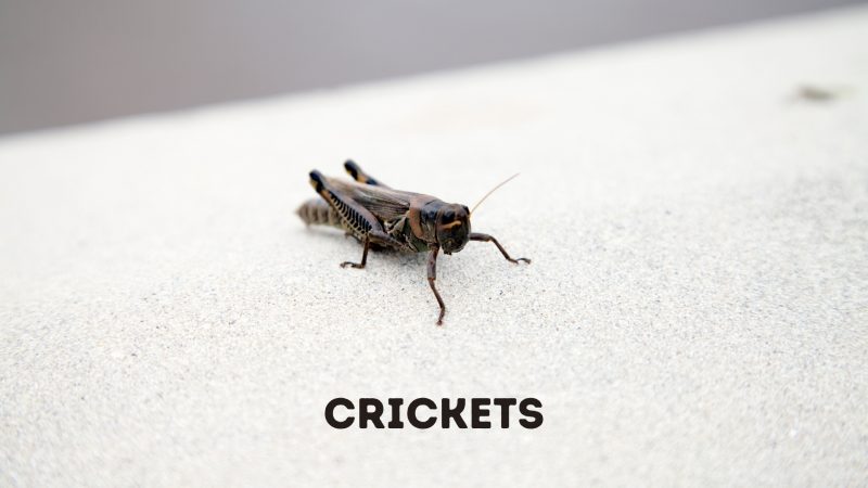 Cockroaches vs. Crickets