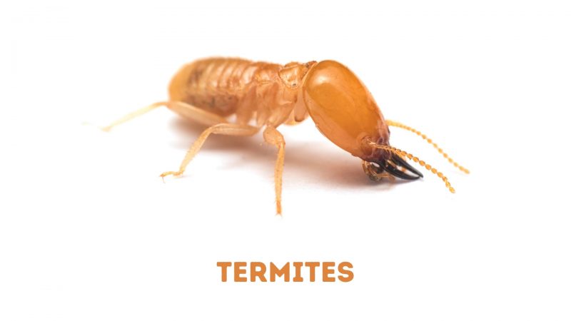 Cockroaches vs. Termites