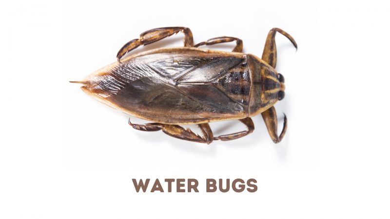 Cockroaches vs. Water Bugs