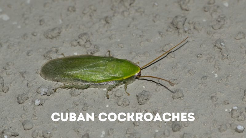 Cuban Cockroaches