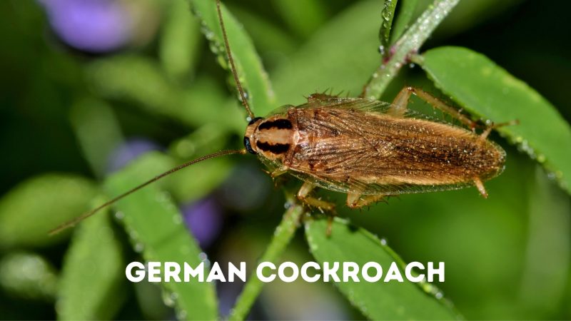 German cockroach