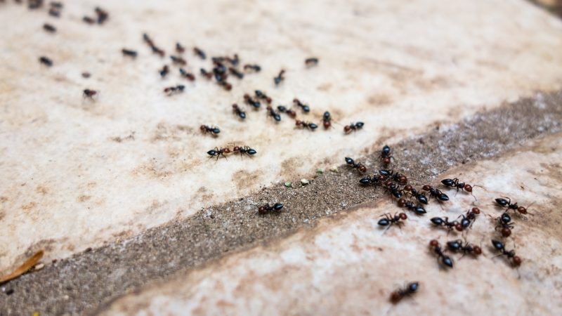 How Does Borax Kill Ants