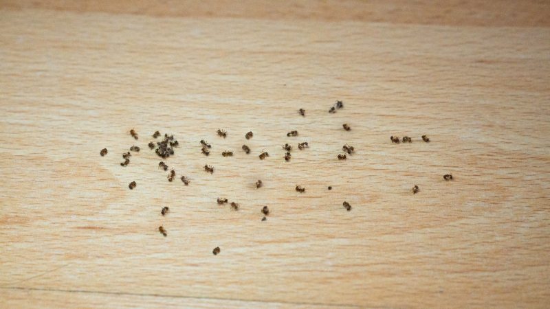 How Long Does It Take for Insecticide Ant Dust to Work